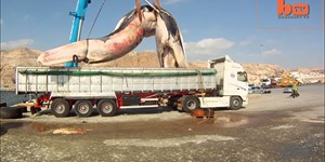 Heavy Load: Huge 35 Tonne Whale Lifted Onto Truck